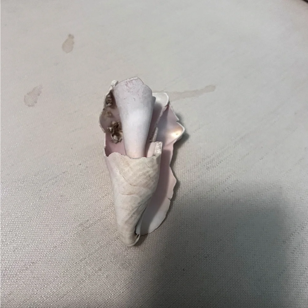 Large portion White Conch Shell - Picture 10 of 10